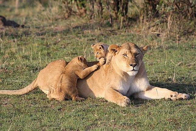 母獅因小獅子先前攻擊並玩弄鬣狗幼犬屍體，而被鬣狗撂來的同伴攻擊。（示意圖，PickPik）