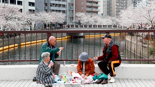 日本熟年離婚的件數卻居高不下。圖為一群高齡者於橫濱的路邊野餐，一邊欣賞櫻花。美聯社