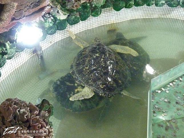 澎湖西嶼大義宮是全國唯一合法飼養海龜的地方，卻因飼養環境極差引發爭議，經過各方努力，日前終於野放。（翻攝自台灣動物社會研究會臉書）