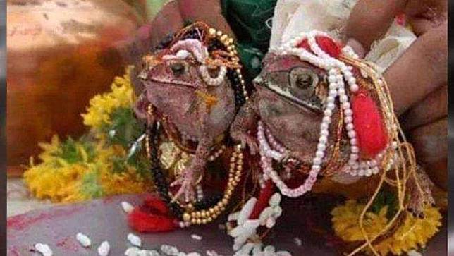 在2019年 7 月時，印度中央邦經歷旱災，當地的宗教組織為一隻雌性青蛙和雄性青蛙舉辦了結婚儀式，希望可以帶來雨水化解旱災。 圖：翻攝自臉書