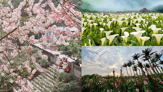 療癒心靈的 3 處夢幻花海：漫步海芋、繡球花田、置身竹崎粉紅世界，走入童話般的蜀葵迷宮