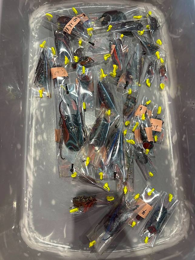 海巡署水頭安檢所運用X光機查驗，發現248隻活體甲蟲。海巡署提供