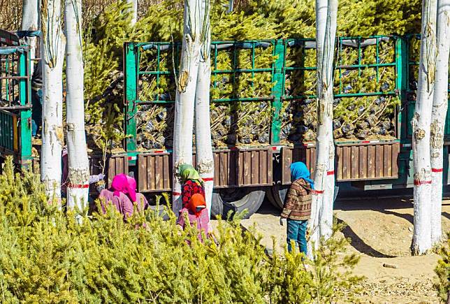 Workers transport saplings on the edge of the Ulan Buh Desert in north China's Inner Mongolia Autonomous Region, March 17, 2024. (Xinhua/Li Yunping)