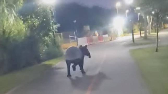 一名新加坡網友表示，自己清晨出門騎車，結果竟然被一隻野生馬來貘「超車」。（圖／翻攝自Pong Posadas臉書）