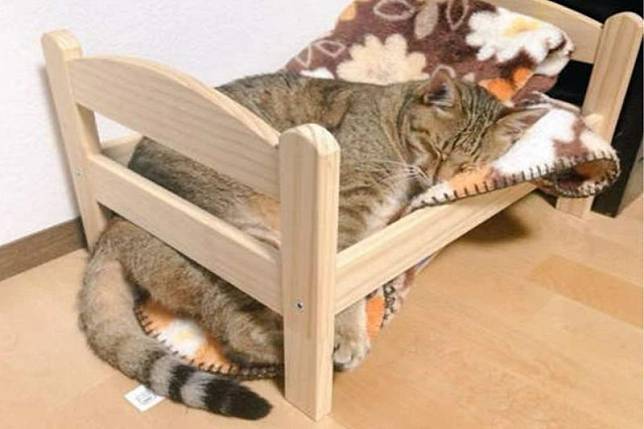出事啦！貓咪熟睡到一半小床「全崩壞」　網笑：該減肥了