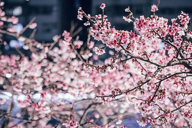 　樂活公園的櫻花搭配燦爛夜間燈光，形成一道浪漫的城市粉紅風景線。（取自臺北市政府工務局網站）