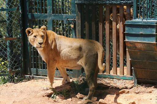 สัตว์เกือบ 100 ตัว ได้รับการช่วยเหลือและย้ายที่อยู่ไปยังที่รักษาพันธุ์สัตว์ในจอร์แดน Khalil MAZRAAWI / AFP