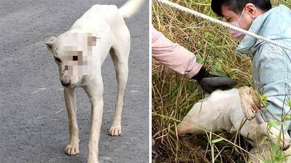 高雄岡山近日發生一起流浪犬遭虐案件。（圖片來源／台灣動物緊急救援小組臉書）