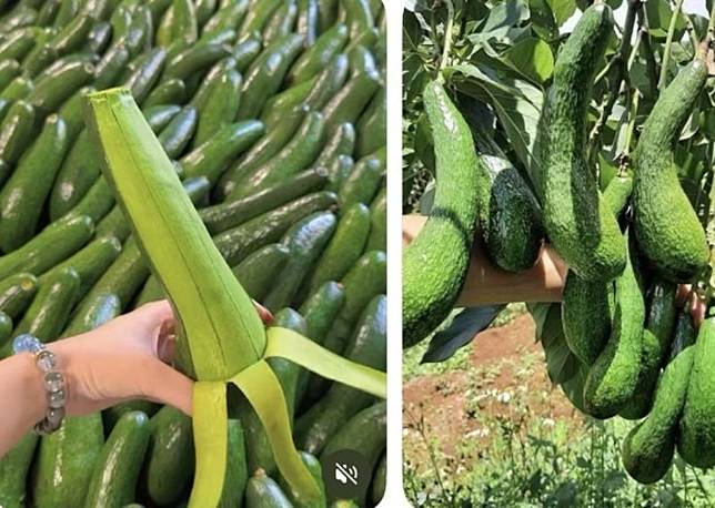 網友識破網上的「台大學生賣酪梨」詐騙。圖／翻攝自Threads／gonu.h