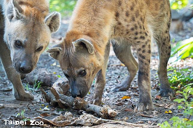 台北市立動物園斑點鬣狗日前遭到包手刺青遊客挑釁，幼兒園舞蹈老師改編成曲，在學生面前大唱「不要學89態度」。（台北市立動物園提供）