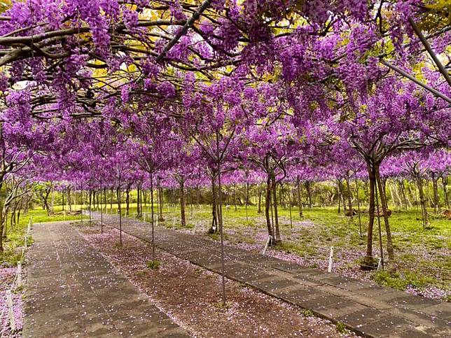 ▲位於新北淡水的「紫藤咖啡園」是全台最大紫藤花園區，超過千株紫藤樹一同開花，在短短十多天的花期中，吸引眾多遊客、網美前去拍照。（圖／紫藤咖啡園（一店）（屯山園區）臉書）