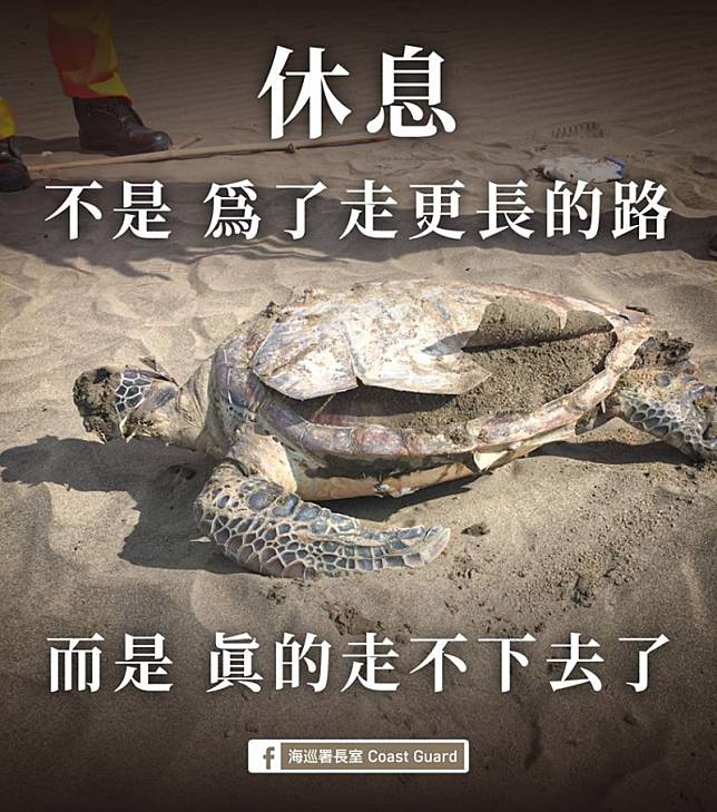 昨天全台1天就發生多達9起的海龜死亡事件。海巡署表示，如此多隻海龜短時間密集死亡，案情並不單純，而經解剖後發現，可能都是被人類漁網所害。(圖擷自「海巡署長室」臉書)