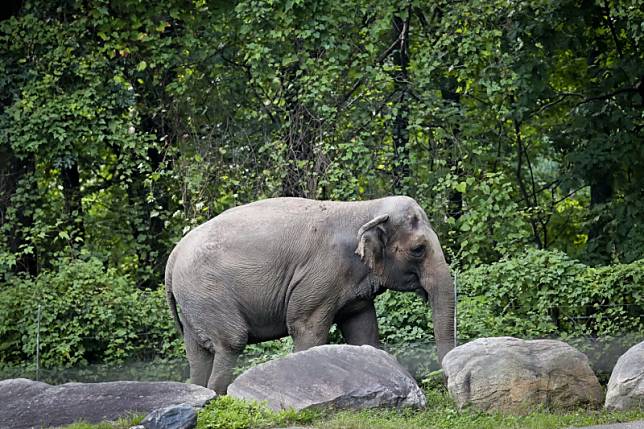 美國紐約布朗克斯動物園的亞洲象「快樂」（美聯社）