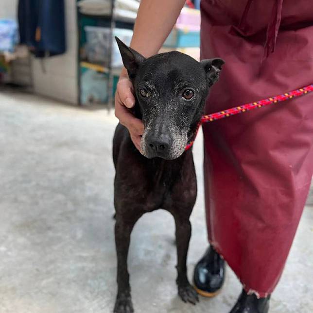 新店動物之家22日接到一隻黑色流浪狗，掃晶片後通知張姓飼主，張男也立刻衝上山領回愛犬，並紅著眼眶透露，小八已走失近5年，如今總算可以好好照顧牠到終老。 （新店動物之家提供） 中央社記者高華謙傳真 111年9月22日  
