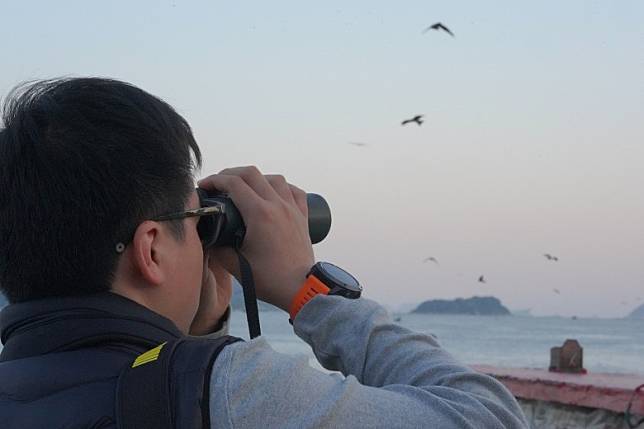 本港昨舉行首個麻鷹公眾普查，共記錄到超過500隻麻鷹。