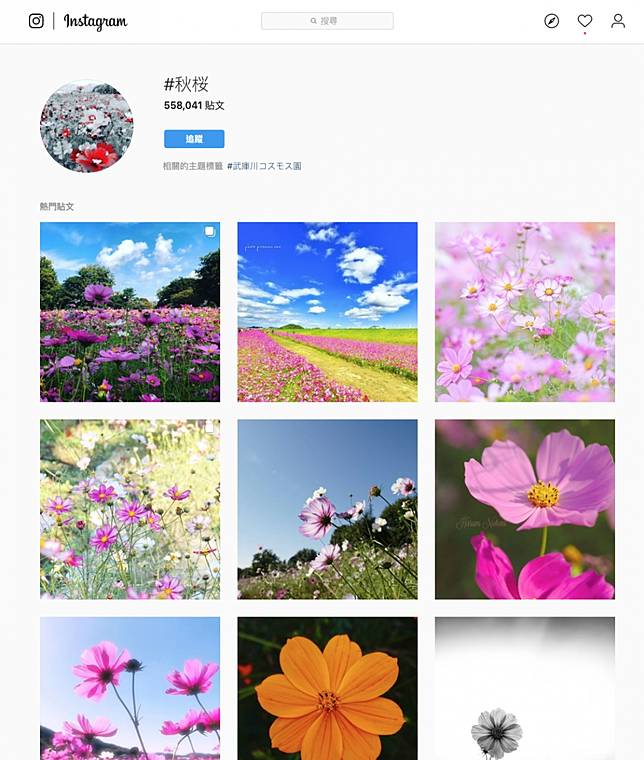 
<p>Instagram上找「秋櫻」tag，搜索出來的都是波斯菊。</p><p>
（圖片截自<a href=