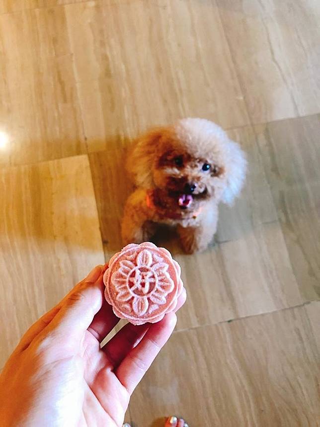 賈永婕愛狗，還為家中愛犬訂狗月餅。(取自臉書)