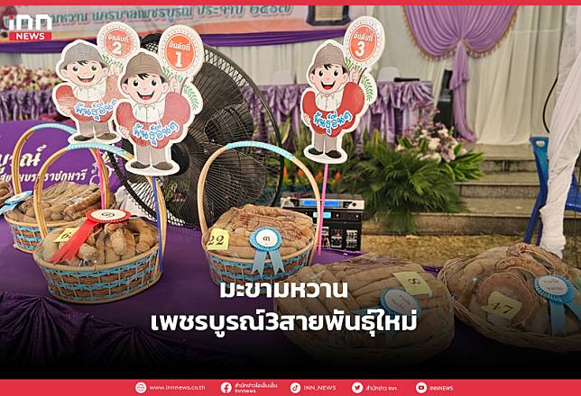 มะขามหวานเพชรบูรณ์3สายพันธุ์ใหม่