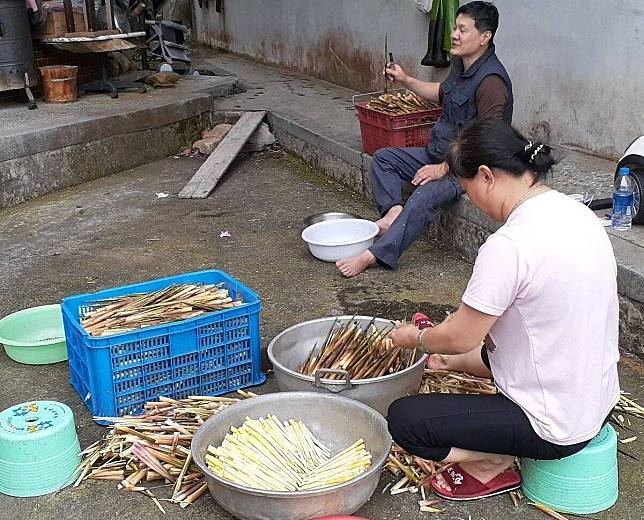 箭竹筍產季將至 五區採筍證開放申辦