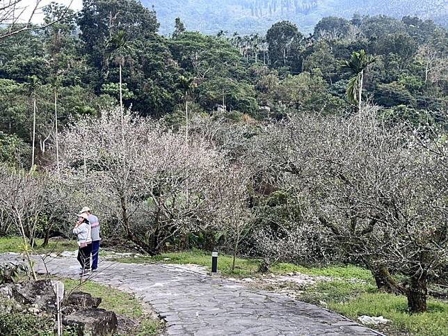 梅嶺福來百年老梅園的梅花正盛開。（觀旅局提供）