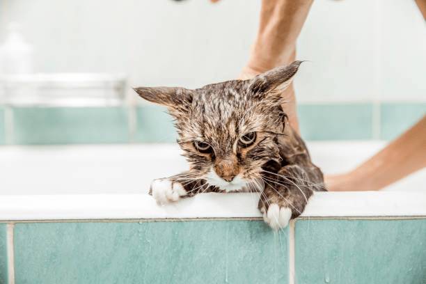 貓咪祖先生活在乾燥的沙漠地帶，水資源稀缺。圖:istockphoto