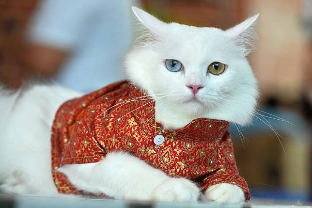 A cat in dress is seen at the &ldquo;Cat Day&rdquo; event held at Chao Sam Phraya National Museum in Ayutthaya Province of Thailand, Nov. 10, 2024. (Xinhua/Rachen Sageamsak)