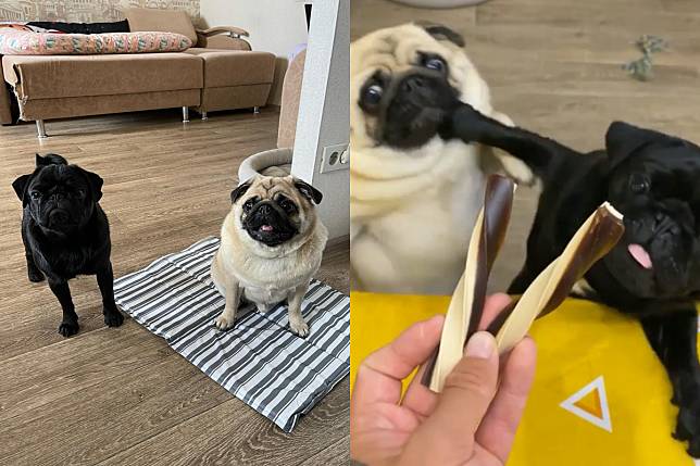 兩巴哥犬見到零食瞪大雙眼，左推右打搶奪好激烈！（圖／Instagram帳號：pug_leonid）