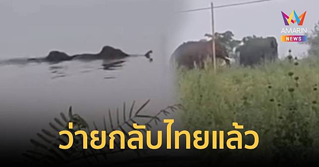กลับบ้านเกิดแล้ว ช้างป่า 2 ตัวว่ายน้ำข้ามโขงจากไทยไปหากินฝั่งลาว