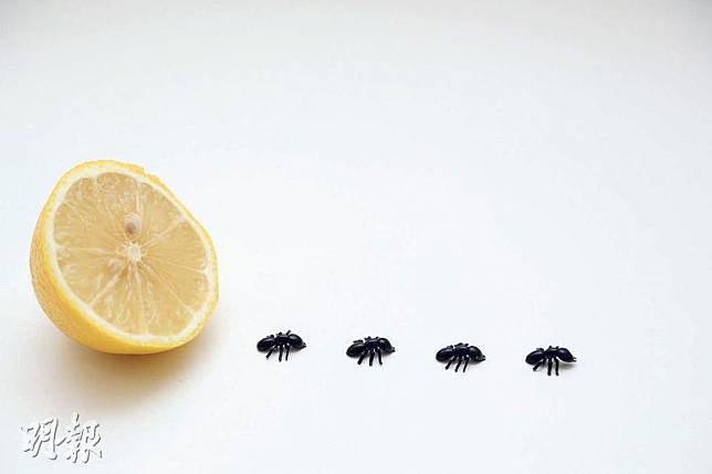 檸檬汁抹擦——檸檬汁在螞蟻出沒的地方擦一擦，能驅除螞蟻。（李佩雯攝）