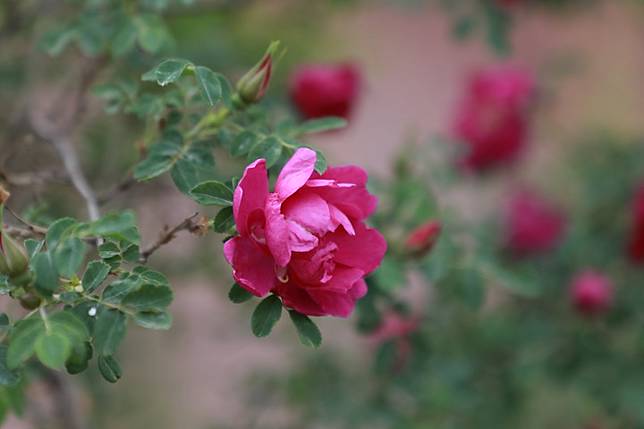 Kushui roses are seen in Kushui Town of Yongdeng County, Lanzhou, northwest China's Gansu Province, May 8, 2025. (Photo by Tong Zhangwei/Xinhua)