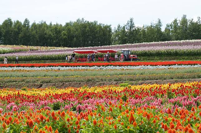 ▲北海道美瑛四季彩之丘。（圖／北海道觀光振興機構）