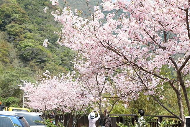 北橫櫻花季已開跑，目前復興區角板山行館園區、市郊桃園區虎頭山等公園粉紅山櫻花已盛開。   圖：翻攝自桃園觀光導覽網