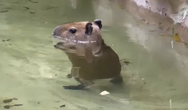 ▲邁阿密動物園（Miami Zoo）園區內的一隻小水豚，居然以站立形式在水中漫步。（圖／取自IGI@zwfmiami）