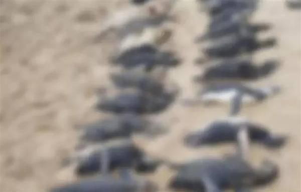 沙灘上有許多企鵝屍體。截自Brazil Posts