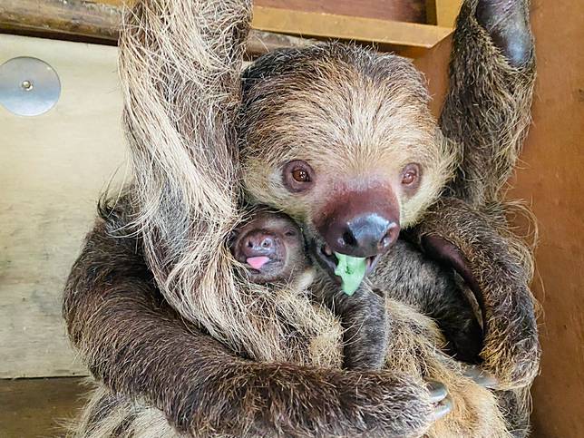 壽山動物園傳喜訊　滿月小樹懶初亮相超呆萌