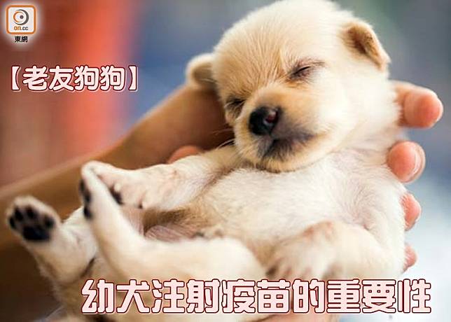 照顧幼犬，少一點心力也不可，關於預防疫苗與出街的問題，兩者必須取得平衡。(設計圖片)