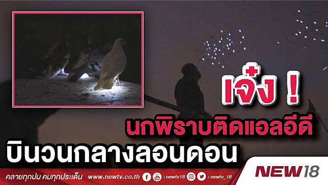 คลิปแปลก! ฝูงนกพิราบติด LED  บินวนเหนือฟ้ากรุงลอนดอน (คลิป)