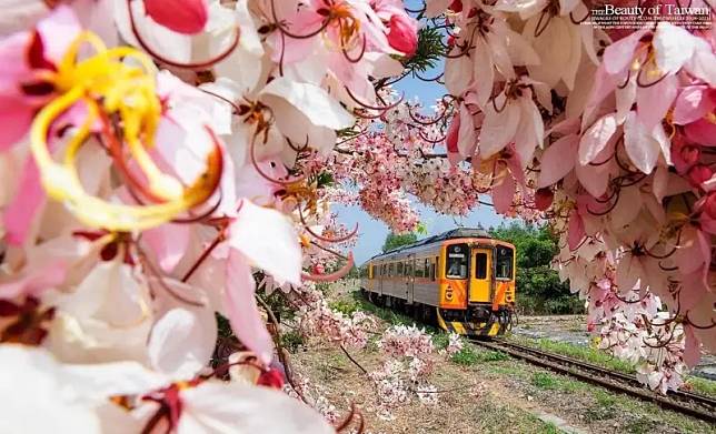 清明連假中部賞花全攻略　這裡的花旗木美得像阿里山鐵道櫻花