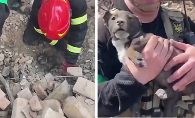 烏克蘭救難人員成功在頓涅茨克被炸毀的民宅瓦礫堆裡，救出1隻黑色的小小狗，看到牠獲救過程，全球網友都好心疼牠的遭遇。   圖：翻攝自格拉申科推特影片