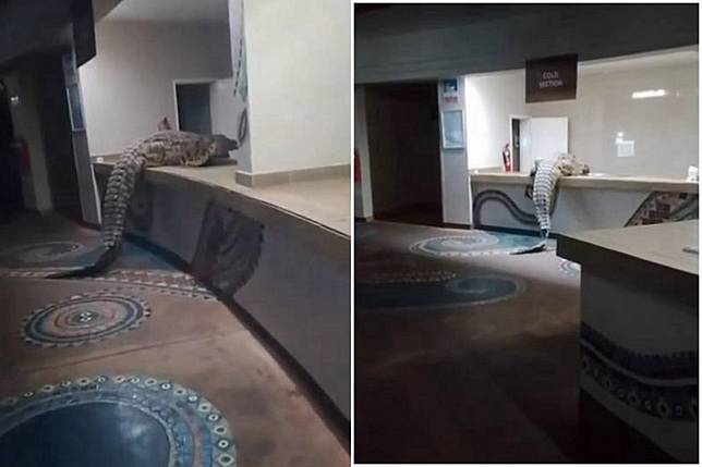 「全球最危險鱷魚」這次沒死亡翻滾，到飯店自助check in。圖／翻自Rainbow Tourism Group臉書