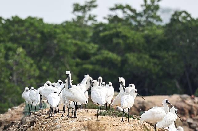 A flock of black-faced spoonbills are seen at a wetland park in Danzhou, south China's Hainan Province, Dec. 27, 2023. (Xinhua/Zhang Liyun)