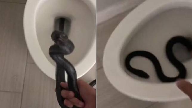 美國女子返家時發現馬桶內竟出現一條黑蛇。（圖／翻攝自Instagram@rattlesnakesolutions）