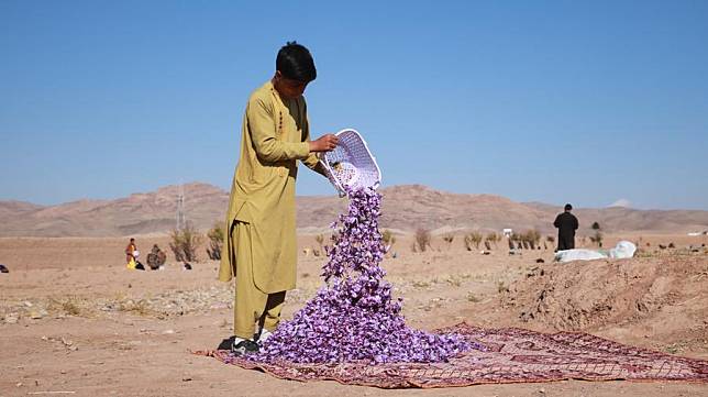 A farmer unloads newly harvested saffron flowers in Herat city, Herat province, west Afghanistan, Nov. 17, 2024. (Photo by Mashal/Xinhua)