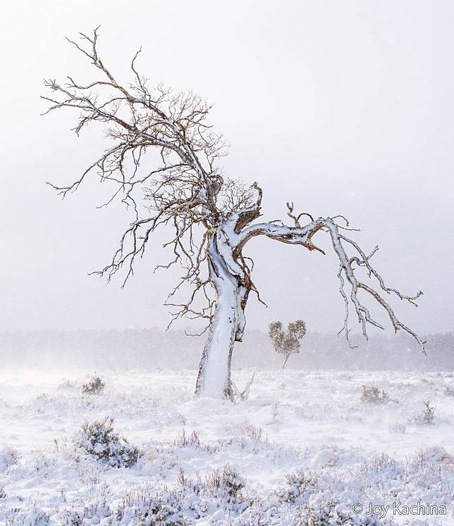 Fallen Angel by Joy Kachina ／ AGNPOTY
