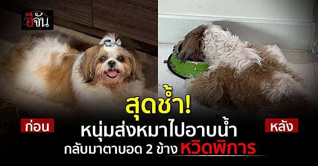 เจ้าของใจสลาย พาหมาไปอาบน้ำ พอกลับบ้าน น้องตาบอด วงจรปิดชัด พนักงานทำน้องตกโต๊ะ