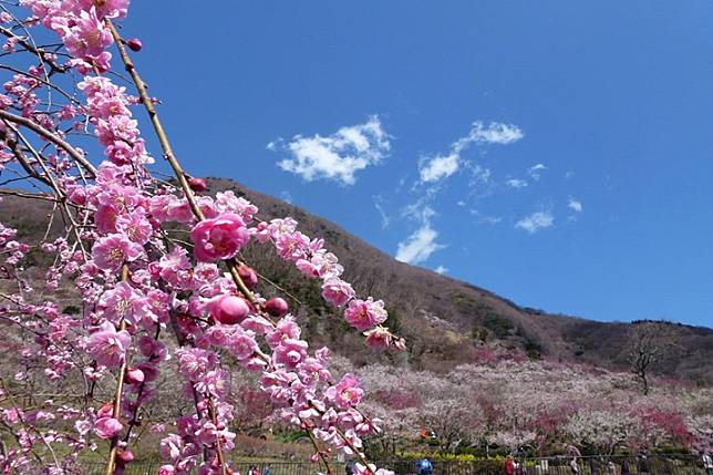 東京近郊泡湯賞梅花，4000株梅花點綴湯河原！