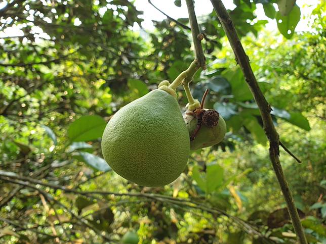 圖片提供/Lisa Wang