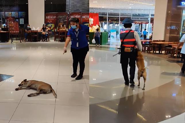 示意警衛趕浪犬，百貨公司反而「親切收編」！（圖／Facebook＠Jan Mart Calimpong）