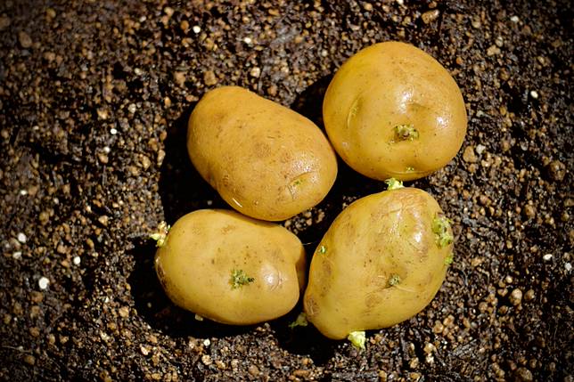 馬鈴薯一旦發芽或表皮變綠，可能產生天然毒素「龍葵鹼」，毒物科醫師建議整顆丟棄較安全。（圖片來源／photoAC）