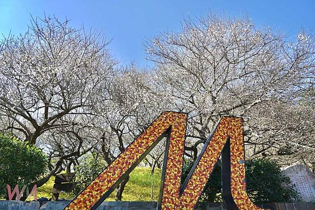 梅山公園梅花綻放　嘉縣府邀賞「平地雪景」